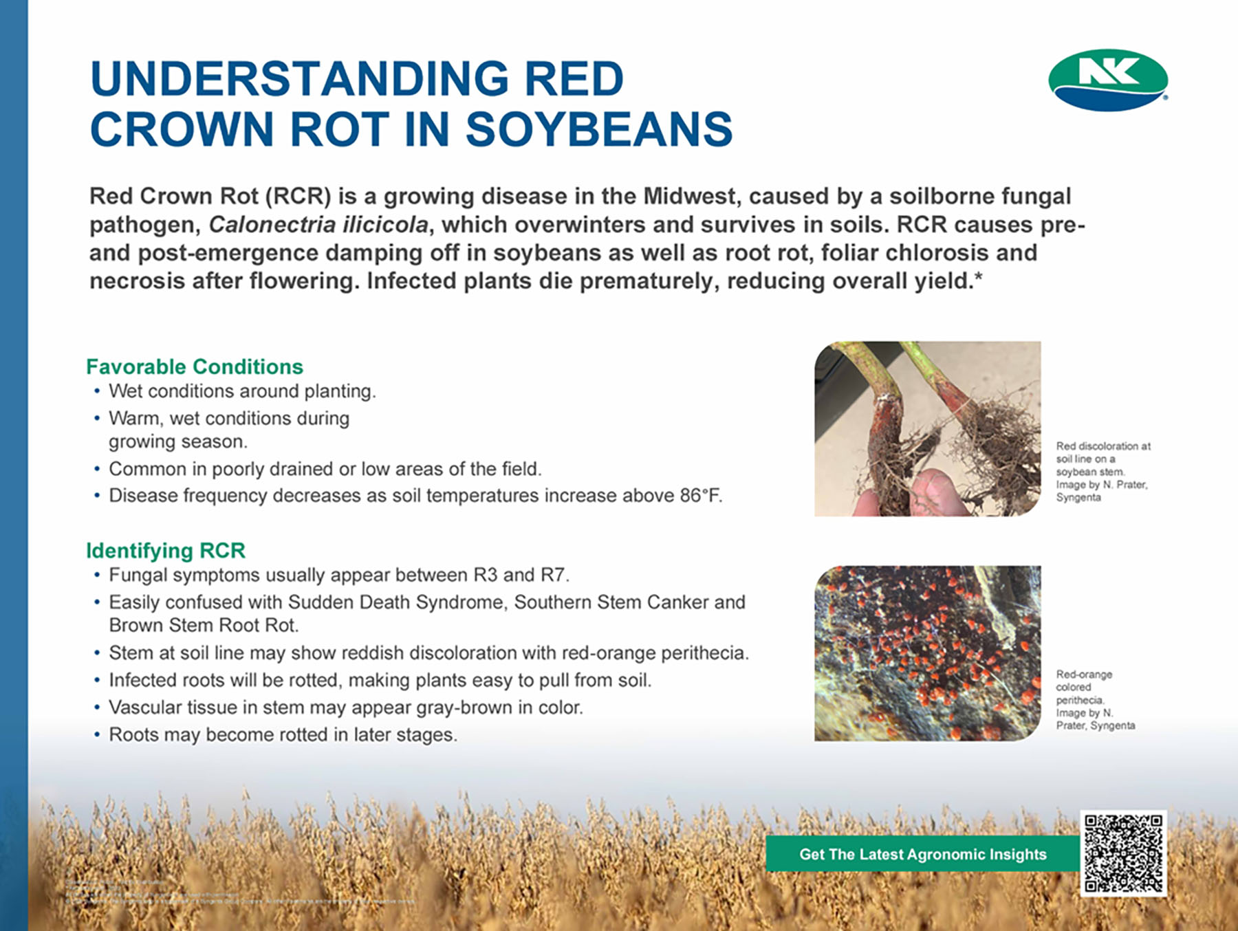 06 - NK Understanding Red Crown Rot Storyboard