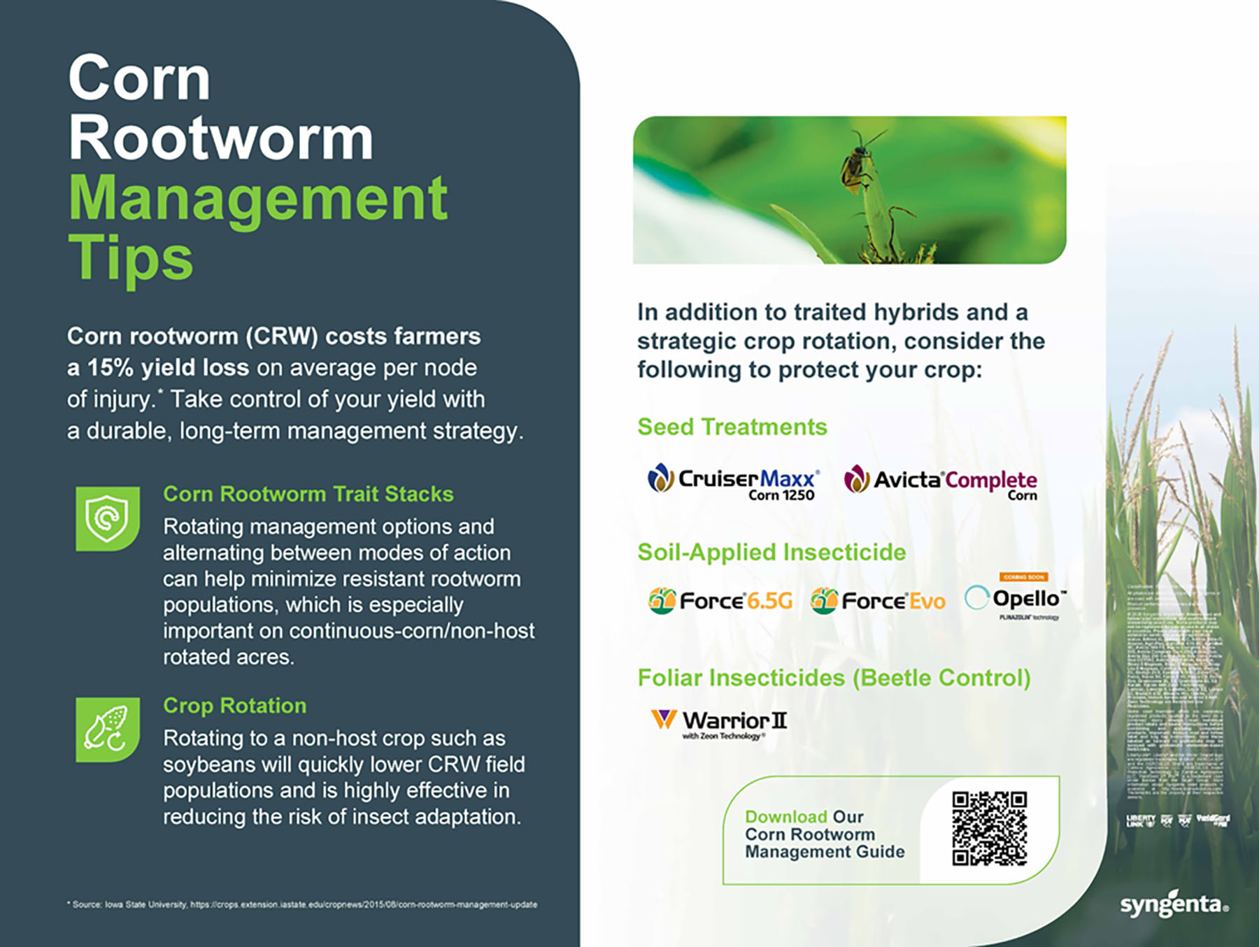 09 - Corn Traits Corn Rootworm Management Storyboard
