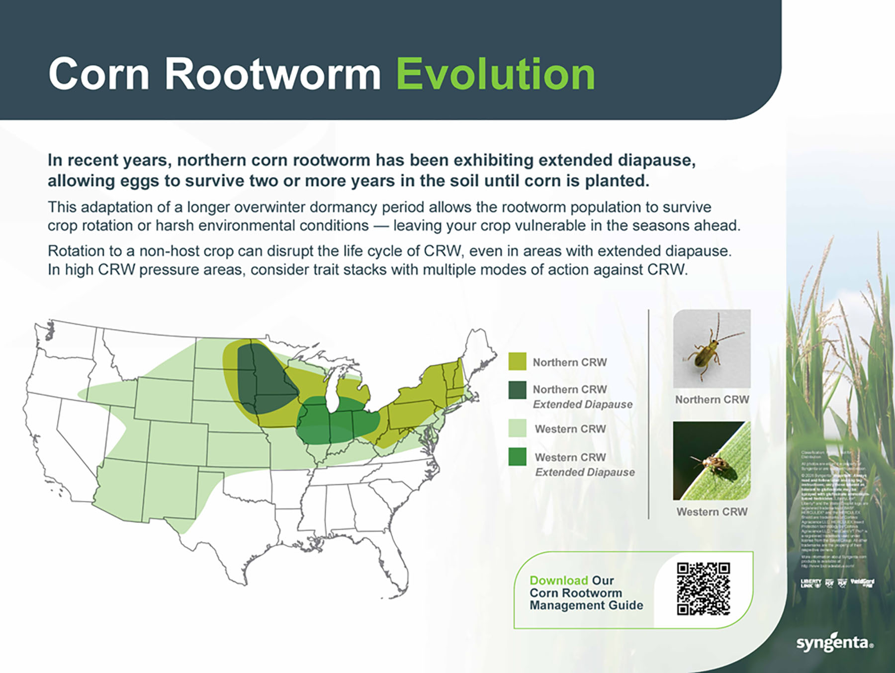 10 - Corn Traits Corn Rootworm Evolution Storyboard